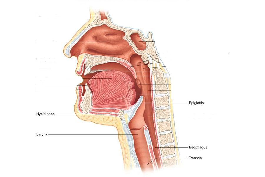 trachea esophagus anatomy