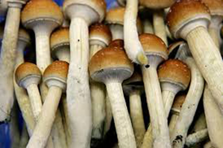 magic-mushrooms-img