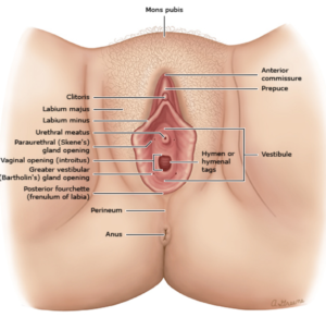 Mons Pubis: What Is It, Location, and More